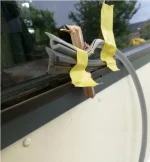 Mismatched seals.webp