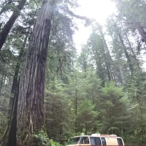 Coastal Redwoods